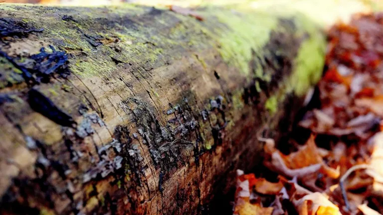 How To Review A Prop Firm Before Buying A Challenge