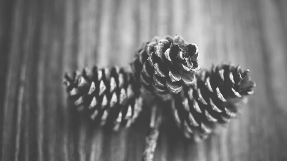 MT4 And MT5 Platform Essentials