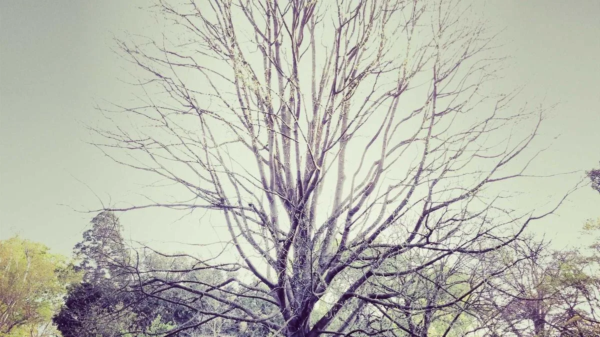 Swing Trading Forex Framework